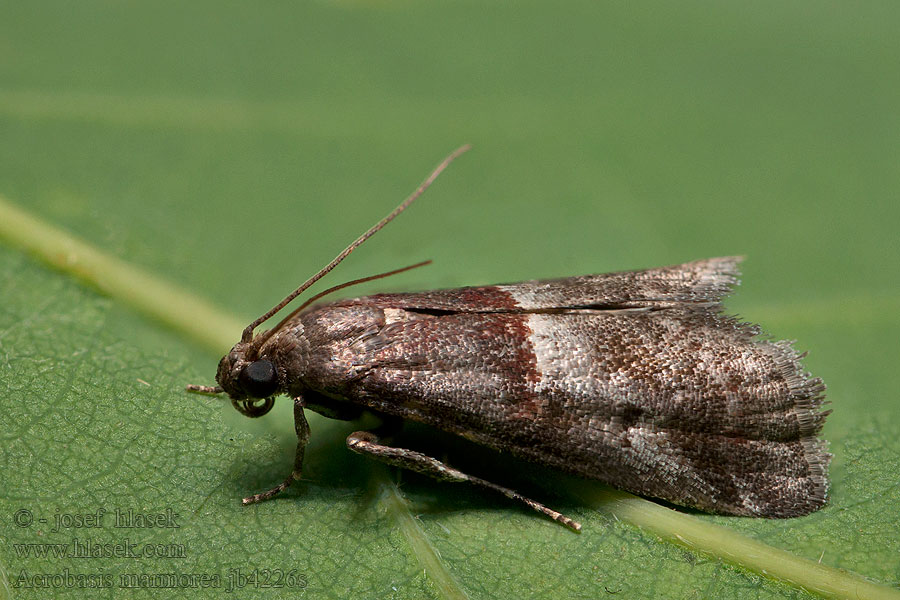 Marmorerat slånmott Acrobasis marmorea