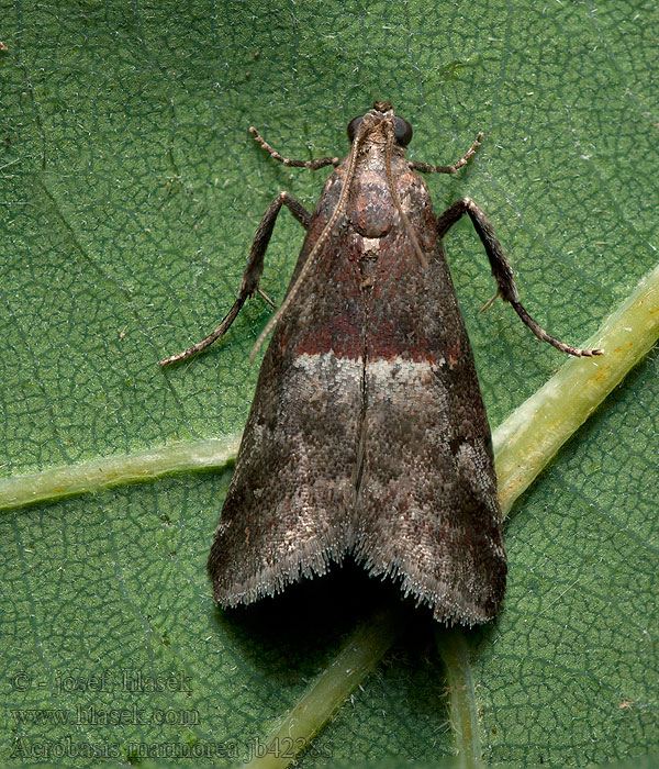 Acrobasis marmorea