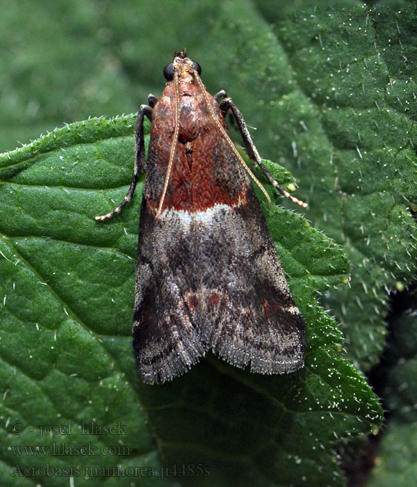 Acrobasis marmorea