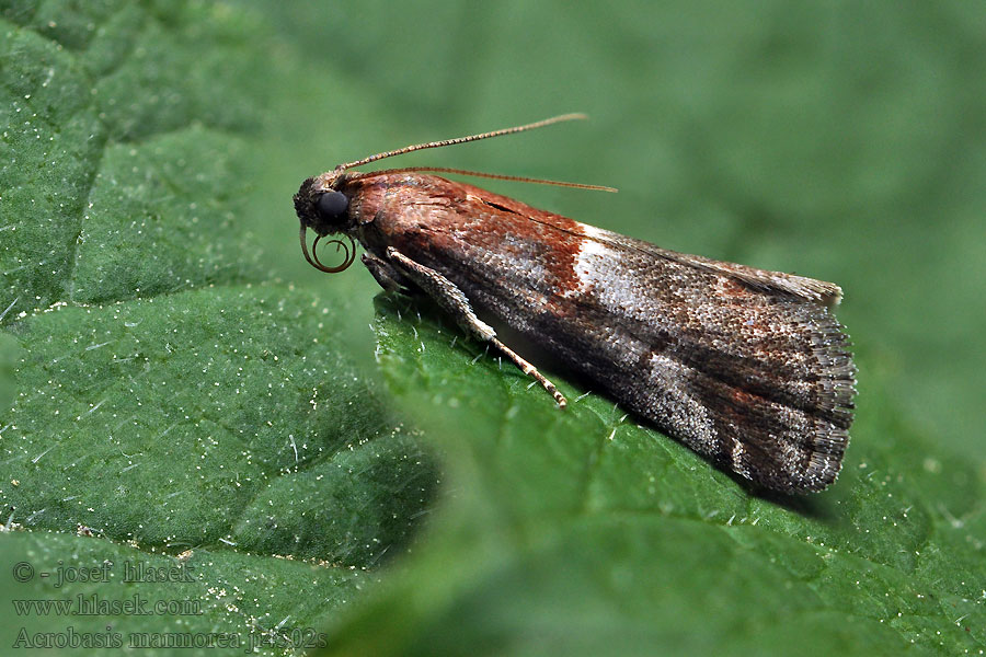 Acrobasis marmorea
