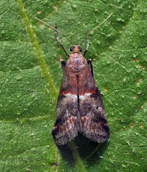 Vijačka mramorovaná Acrobasis marmorea