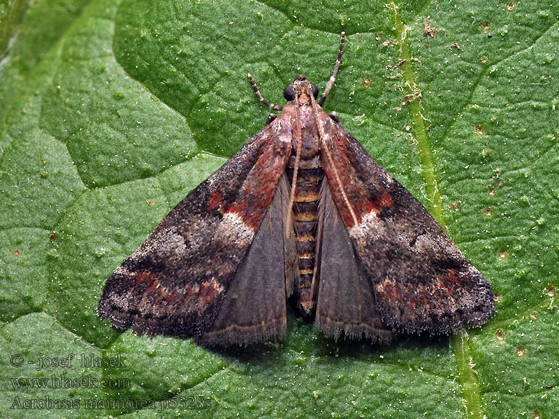 Acrobasis marmorea Vijačka mramorovaná