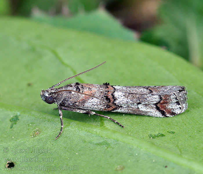 Acrobasis obliqua