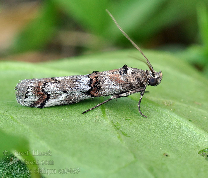 Acrobasis obliqua