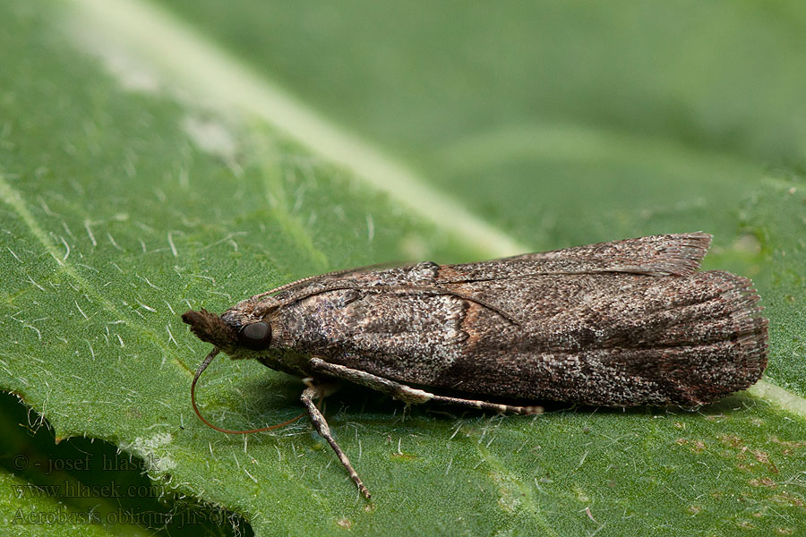 Acrobasis obliqua