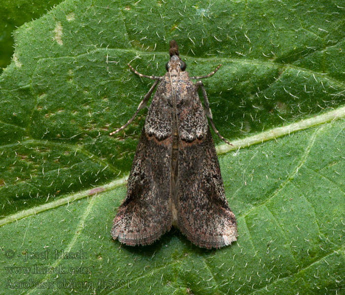 Acrobasis obliqua Phycide oblique