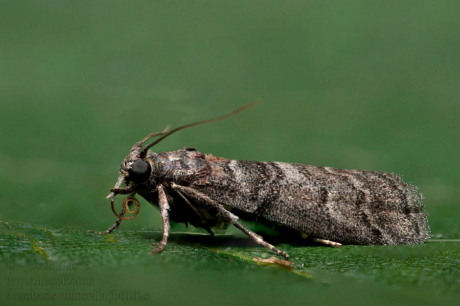 Acrobasis obtusella Огневка акробат грушевая Marmoreret halvmøl