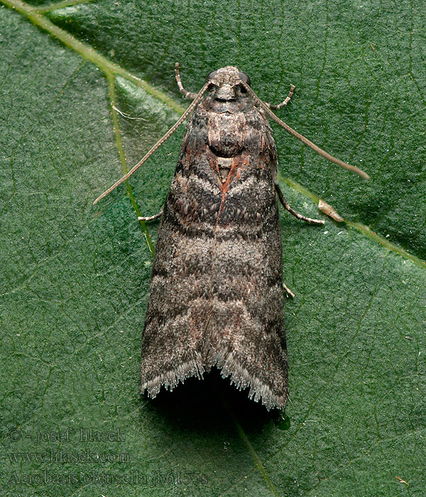 Acrobasis obtusella Zavíječ švestkový Vijačka slivková