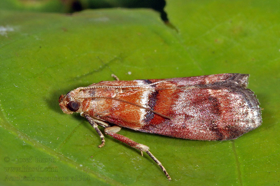 Acrobasis repandana Conobathra Дубовая огневка обыкновенная Oranje eikenlichtmot