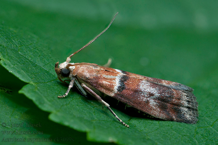 Acrobasis repandana