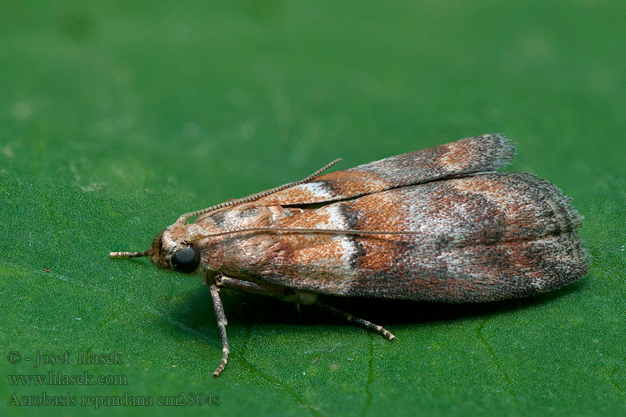 Acrobasis repandana