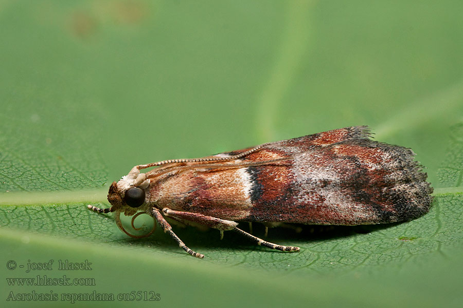 Acrobasis repandana Oranje eikenlichtmot Tarkamintás karcsúmoly