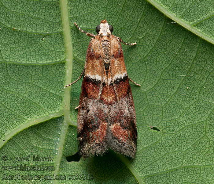 Acrobasis repandana Lehtokäärökoisa Skogeksbladsmott