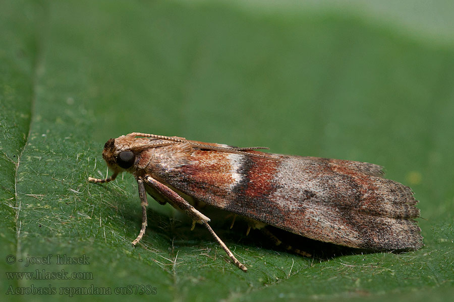 Acrobasis repandana Hvithodesmalmott Stilkegbladhalvmøl