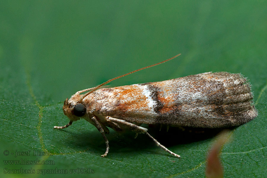 Acrobasis repandana