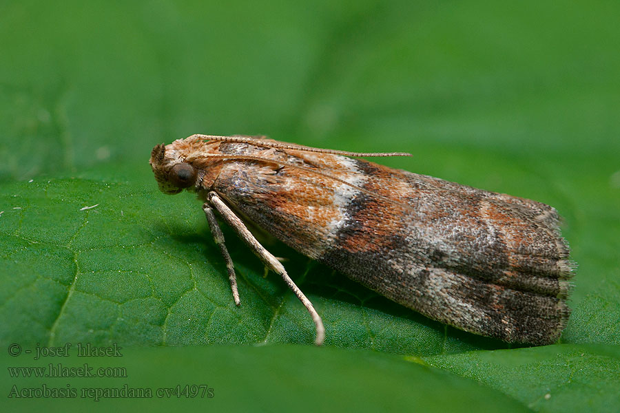 Oranje eikenlichtmot Acrobasis repandana