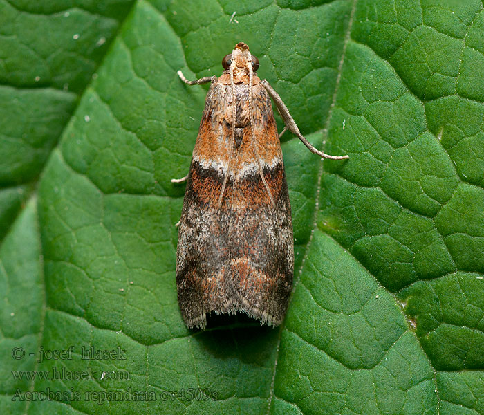 Tarkamintás karcsúmoly Lehtokäärökoisa Acrobasis repandana