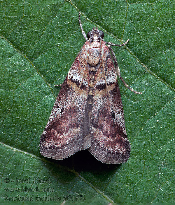 Acrobasis sodalella Vijačka júnová Дубовая бурая огневка