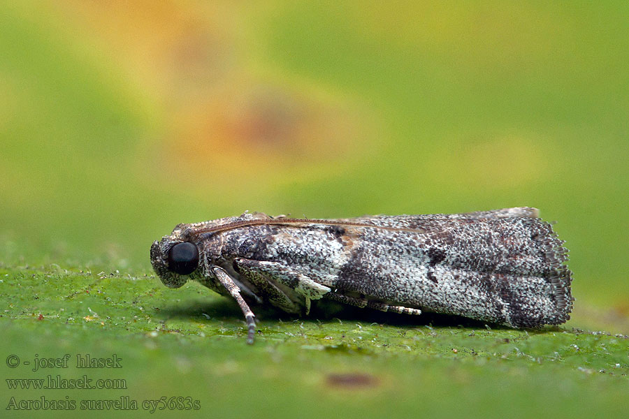 Acrobasis suavella Schlehen-Gespinstschlauchzünsler