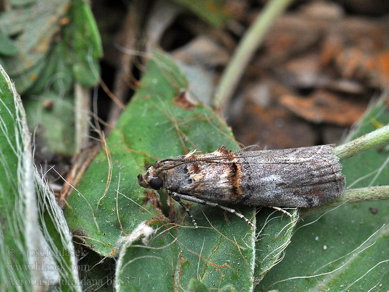 Acrobasis tumidana Conobathra Vijačka dubinová Rode eikenlichtmot