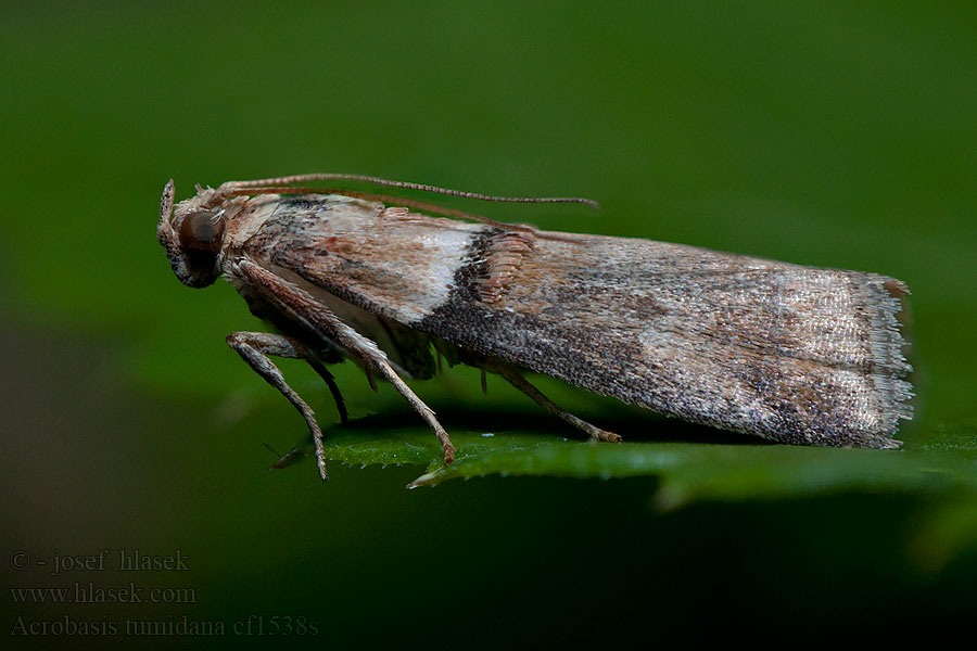 Acrobasis tumidana