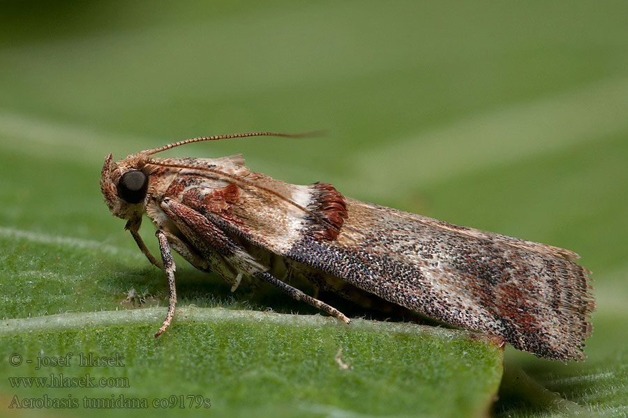 Vijačka dubinová Acrobasis tumidana