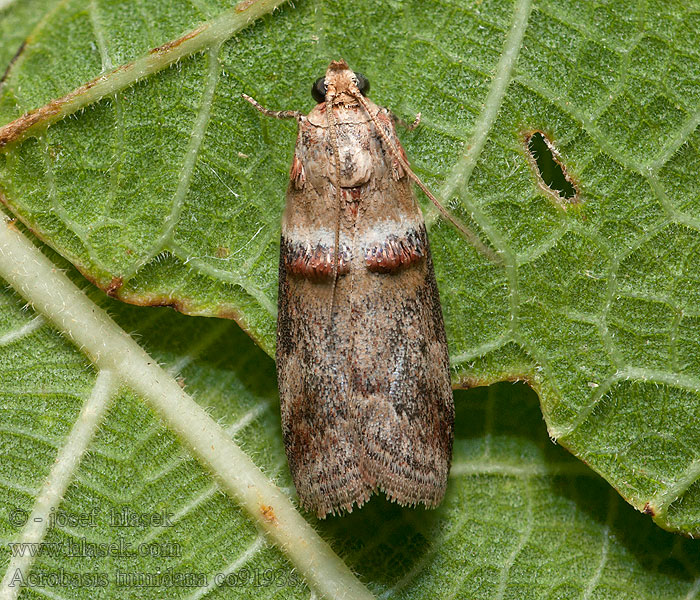 Rode eikenlichtmot Bergekbladmott Acrobasis tumidana