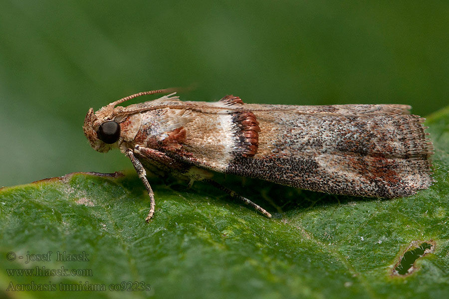 Acrobasis tumidana Conobathra Vijačka dubinová