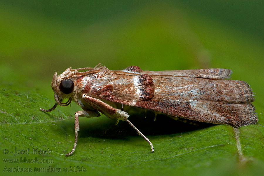 Acrobasis tumidana