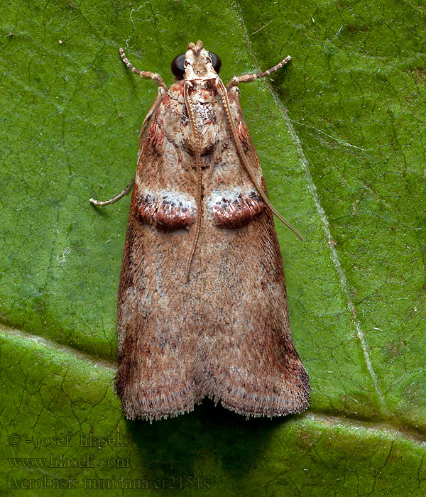 Vijačka dubinová Acrobasis tumidana