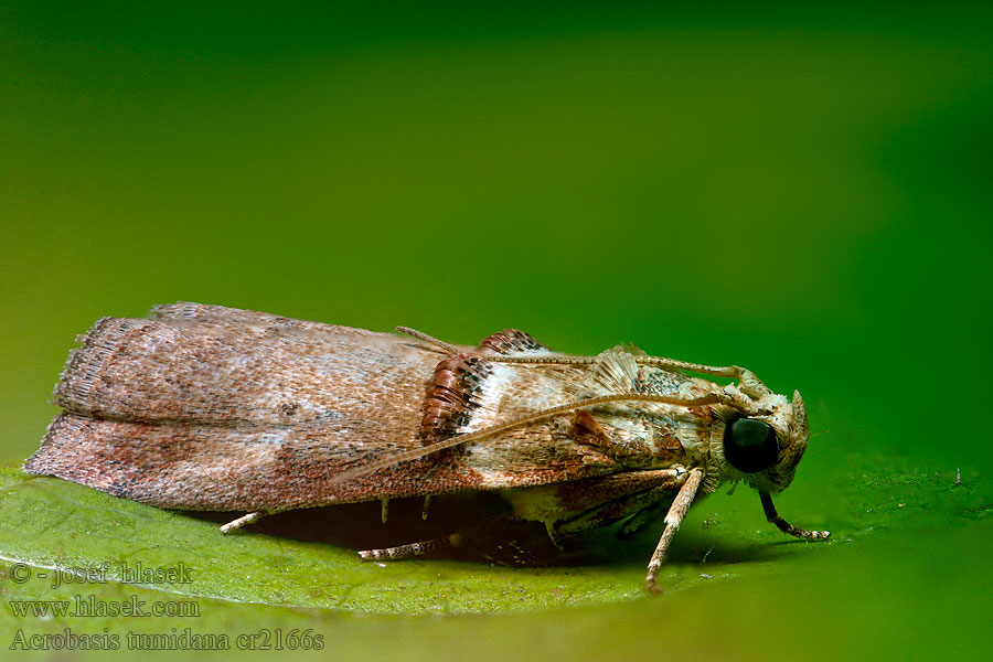 Acrobasis tumidana Rode eikenlichtmot Bergekbladmott