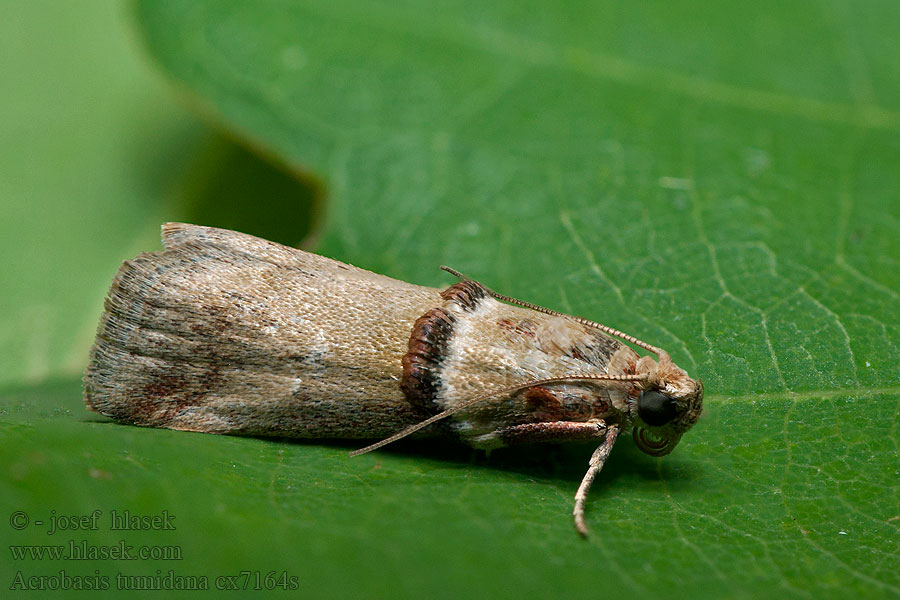 Acrobasis tumidana