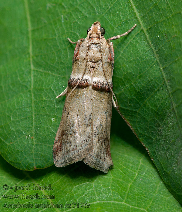 Acrobasis tumidana