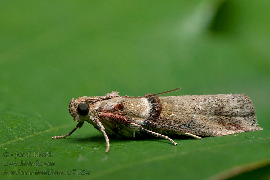 Acrobasis tumidana