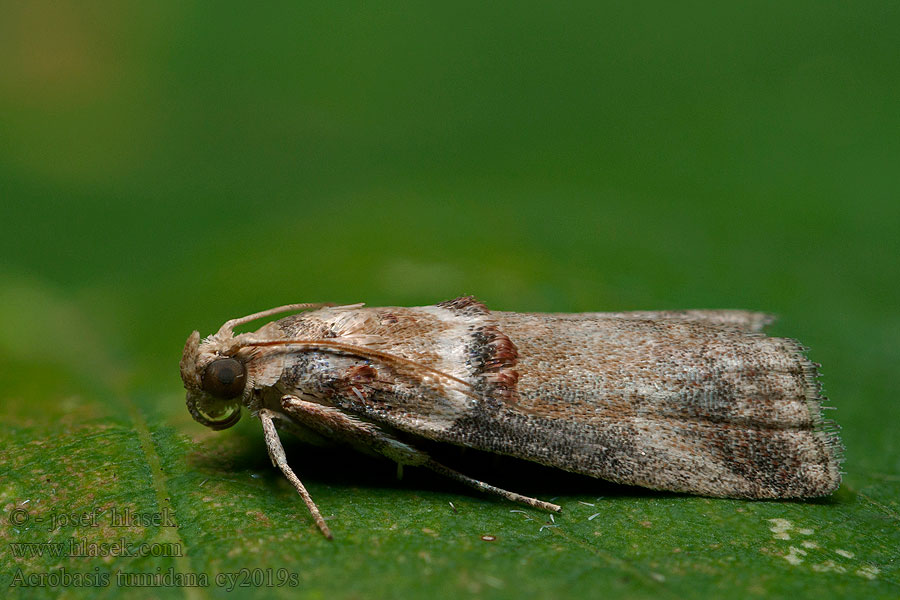 Acrobasis tumidana