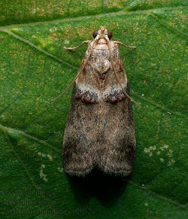 Acrobasis tumidana