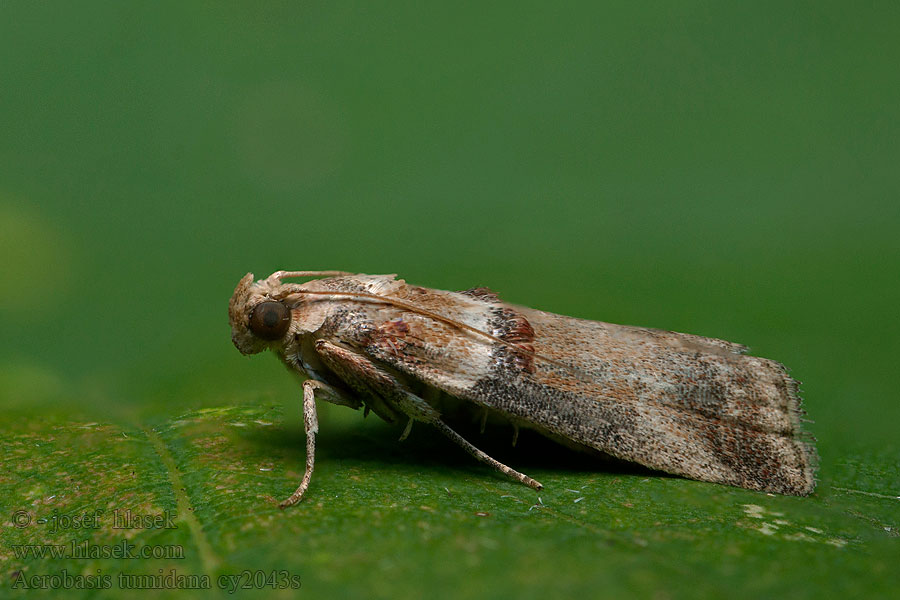 Acrobasis tumidana