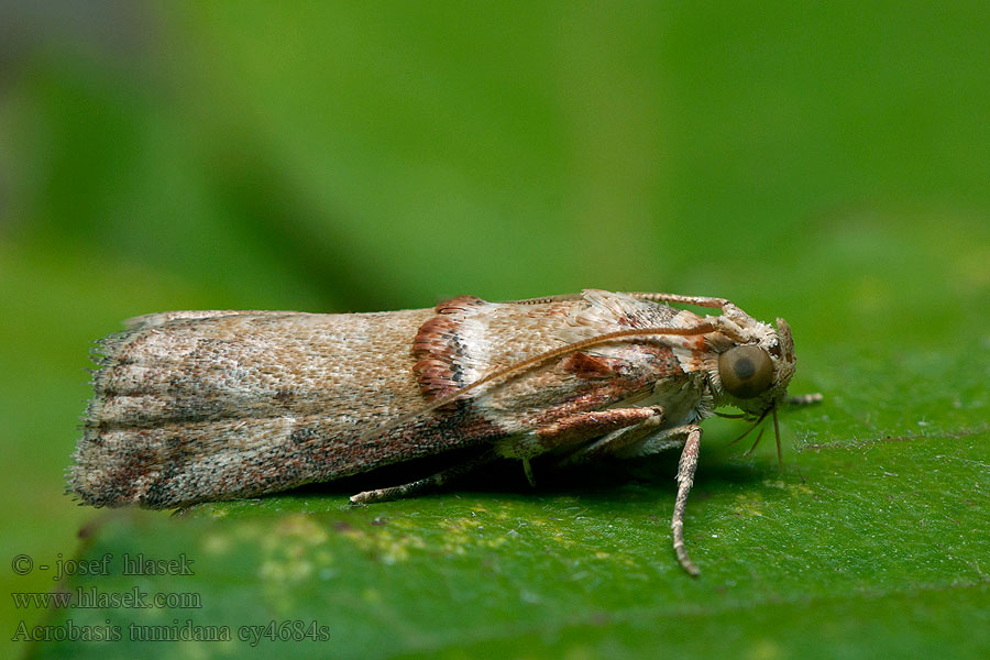 Acrobasis tumidana