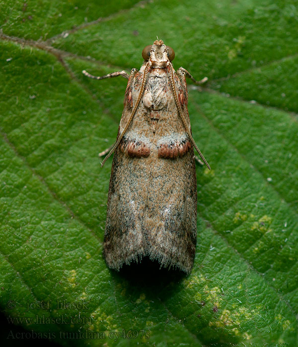 Acrobasis tumidana