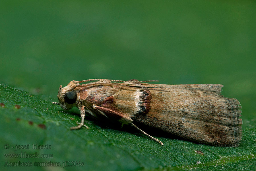 Acrobasis tumidana