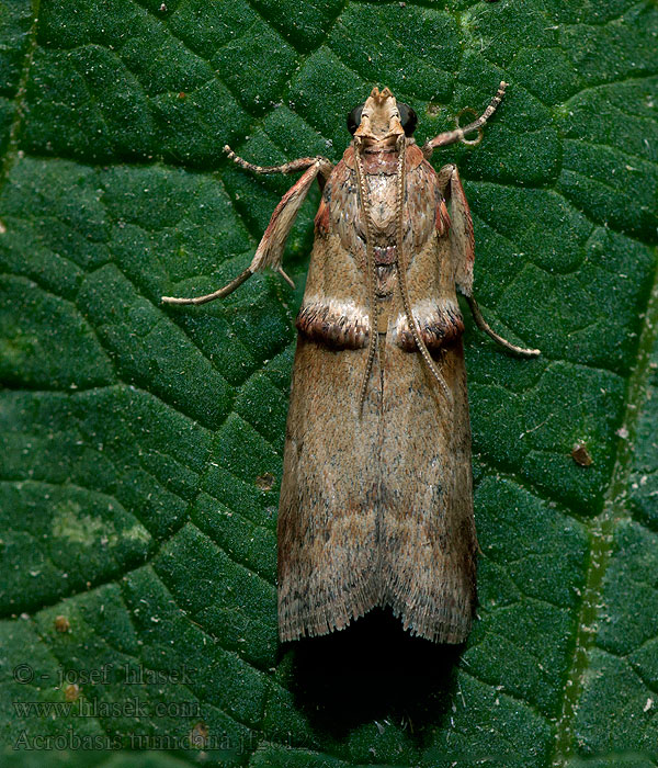 Acrobasis tumidana