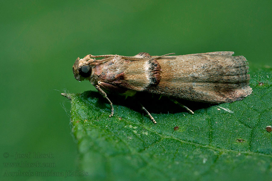 Acrobasis tumidana