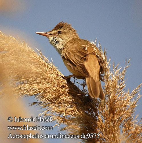 Acrocephalus arundinaceus Камышевка дроздовидная