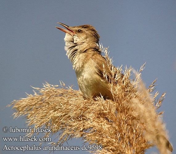 Acrocephalus arundinaceus Krūmu ķauķis Balquer Lezkari karratxina Rästas -roolind 大苇莺