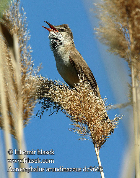 Acrocephalus arundinaceus 大苇莺 Дроздовидная камышевка オオヨシキリ