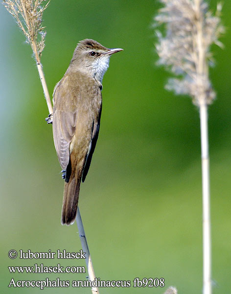 Acrocephalus arundinaceus fb9208