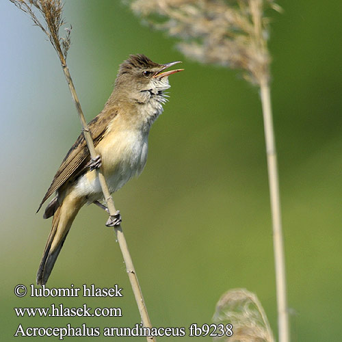 Büyük kamışçın קנית אירופאית Acrocephalus arundinaceus Great Reed Warbler