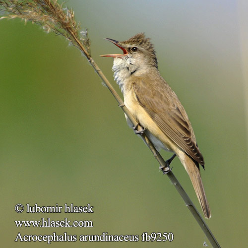 Great Reed Warbler Drosselrohrsänger Rousserolle turdoide Carricero Tordal Rákosník velký