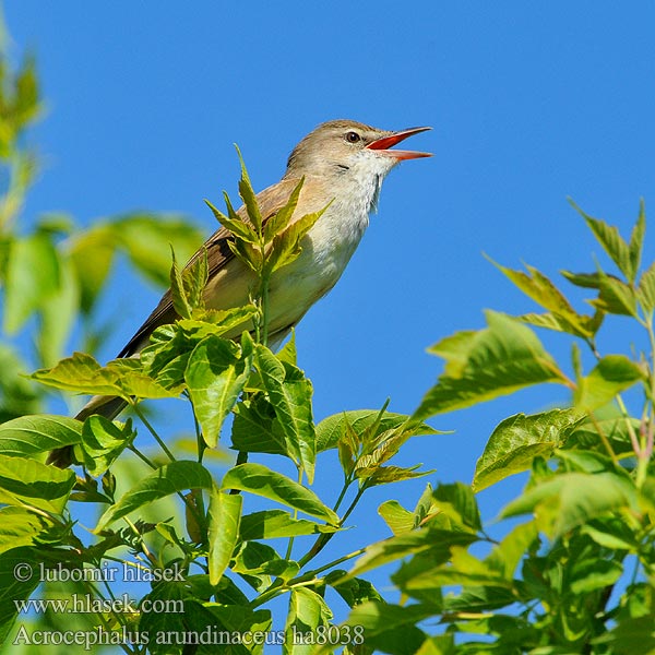 Acrocephalus arundinaceus ha8038