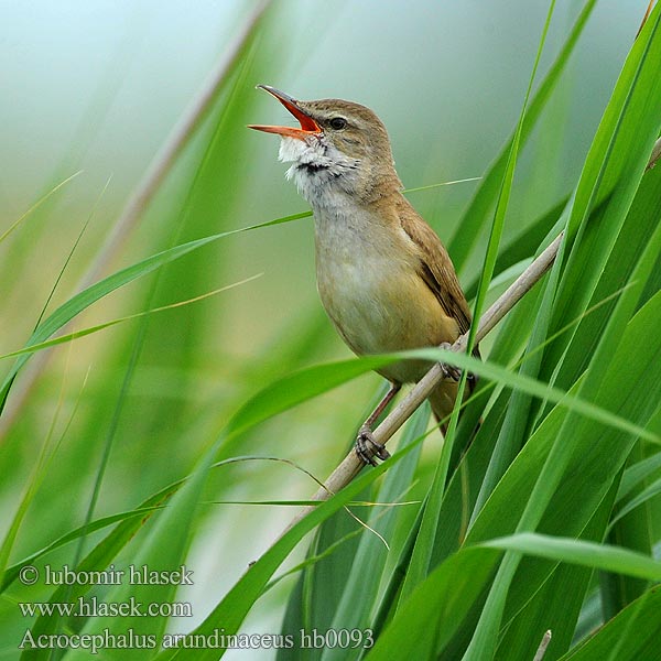 Acrocephalus arundinaceus hb0093